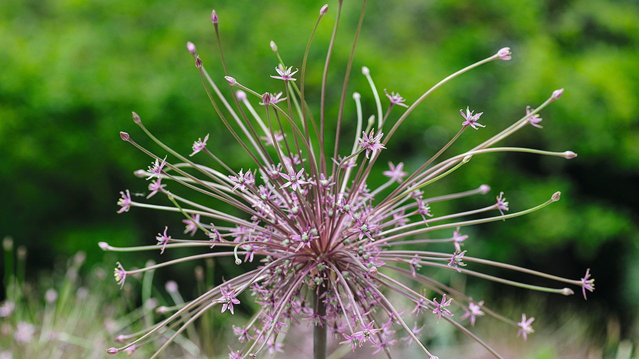 Allium schubertii