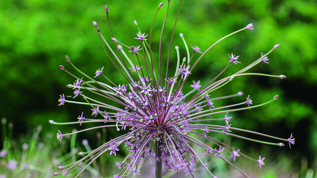 Allium schubertii