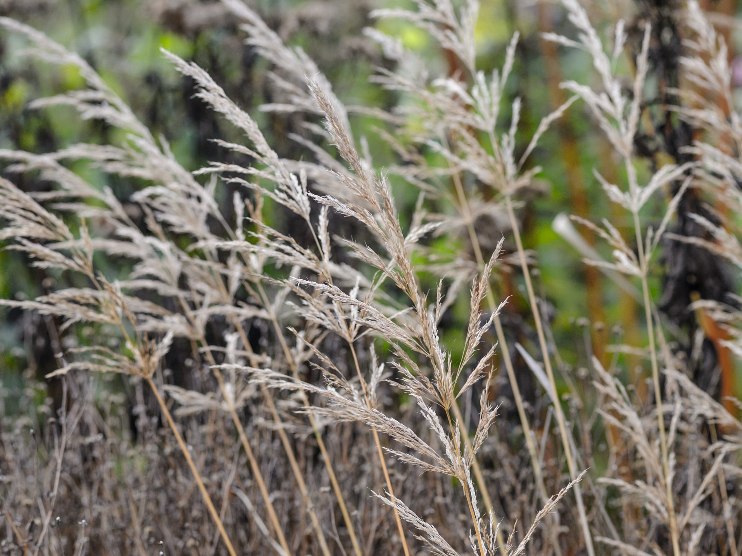 Grasses