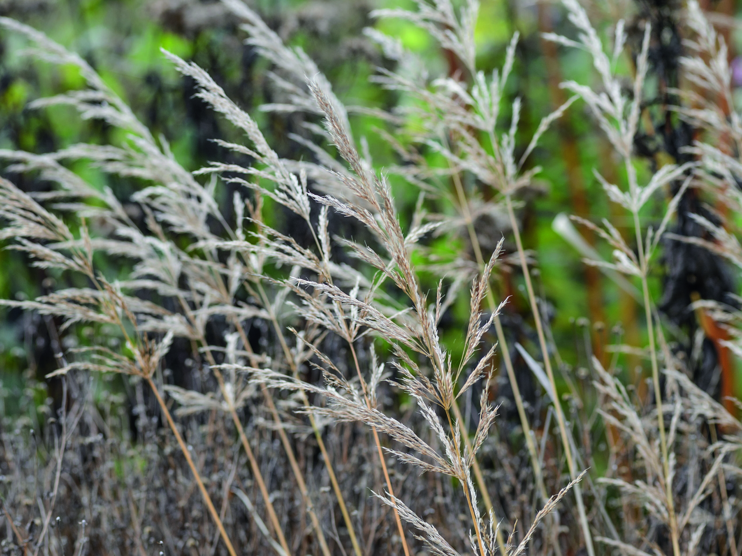Grasses