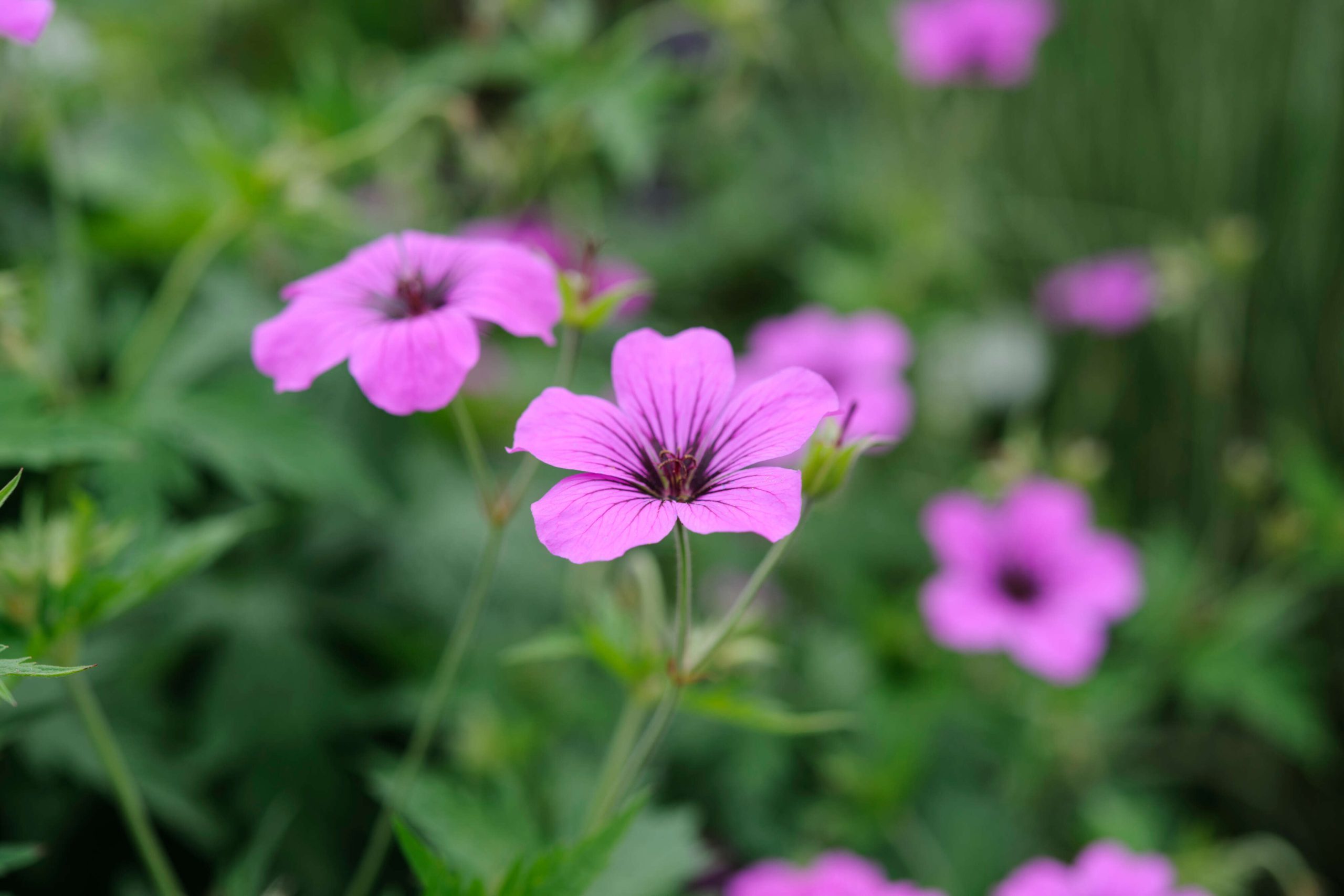 Pink flower