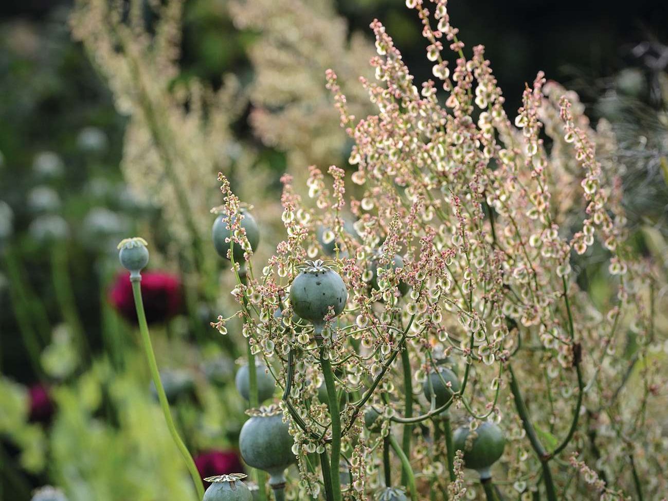 Grasses in a garden 