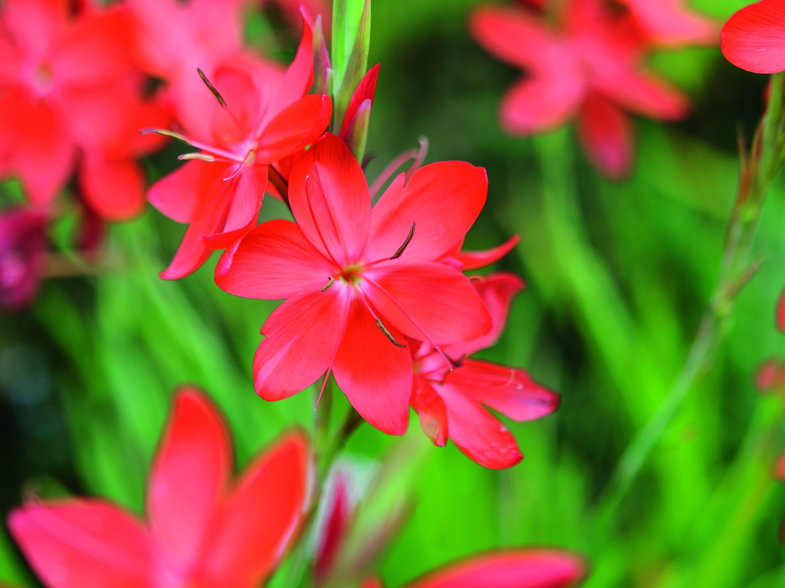 September flowers and plants: Hesperantha coccinea 'Major'