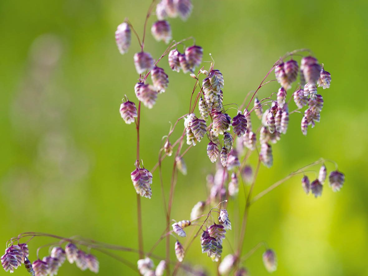 Purple flower