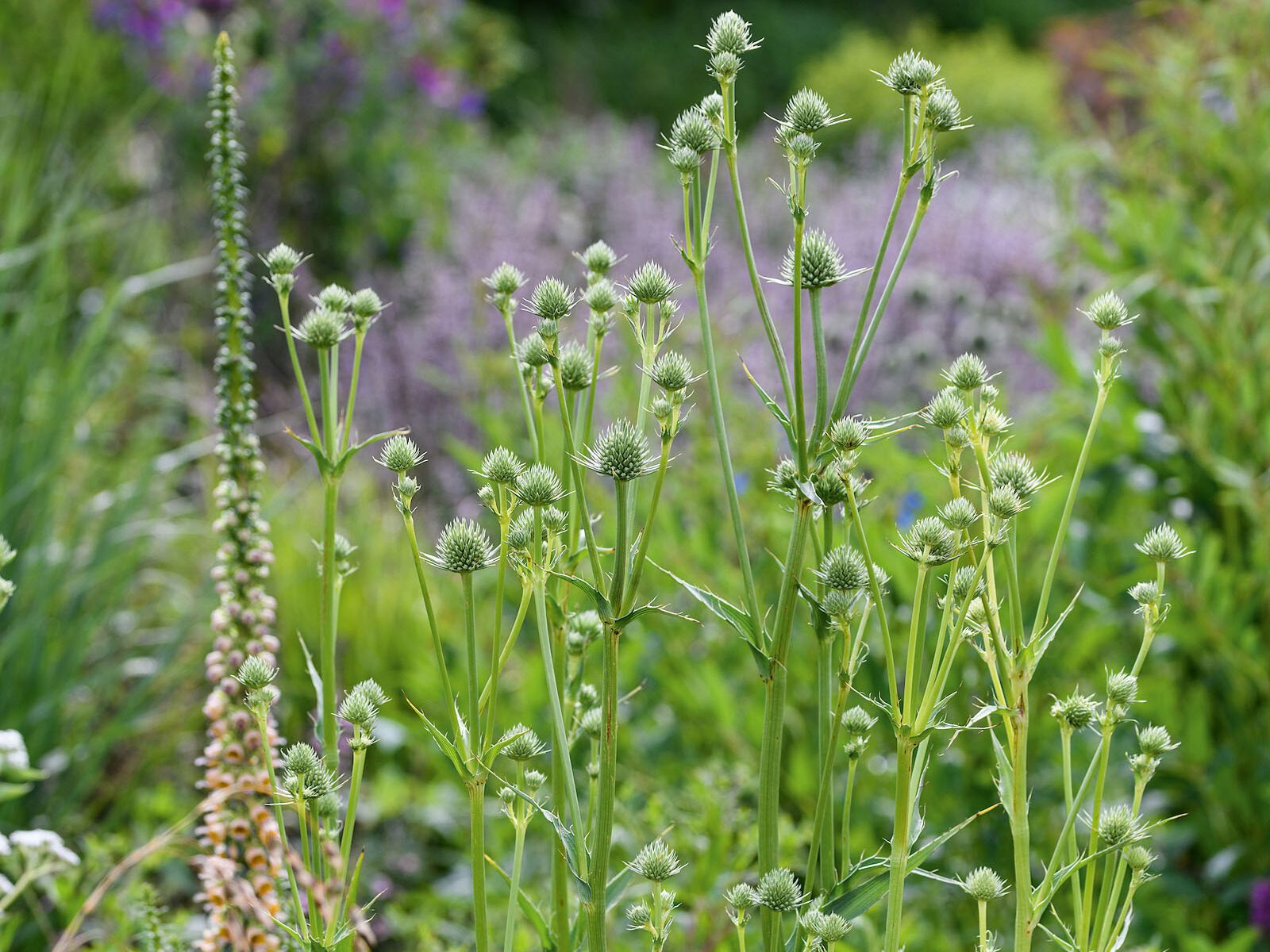 Spikey flowers