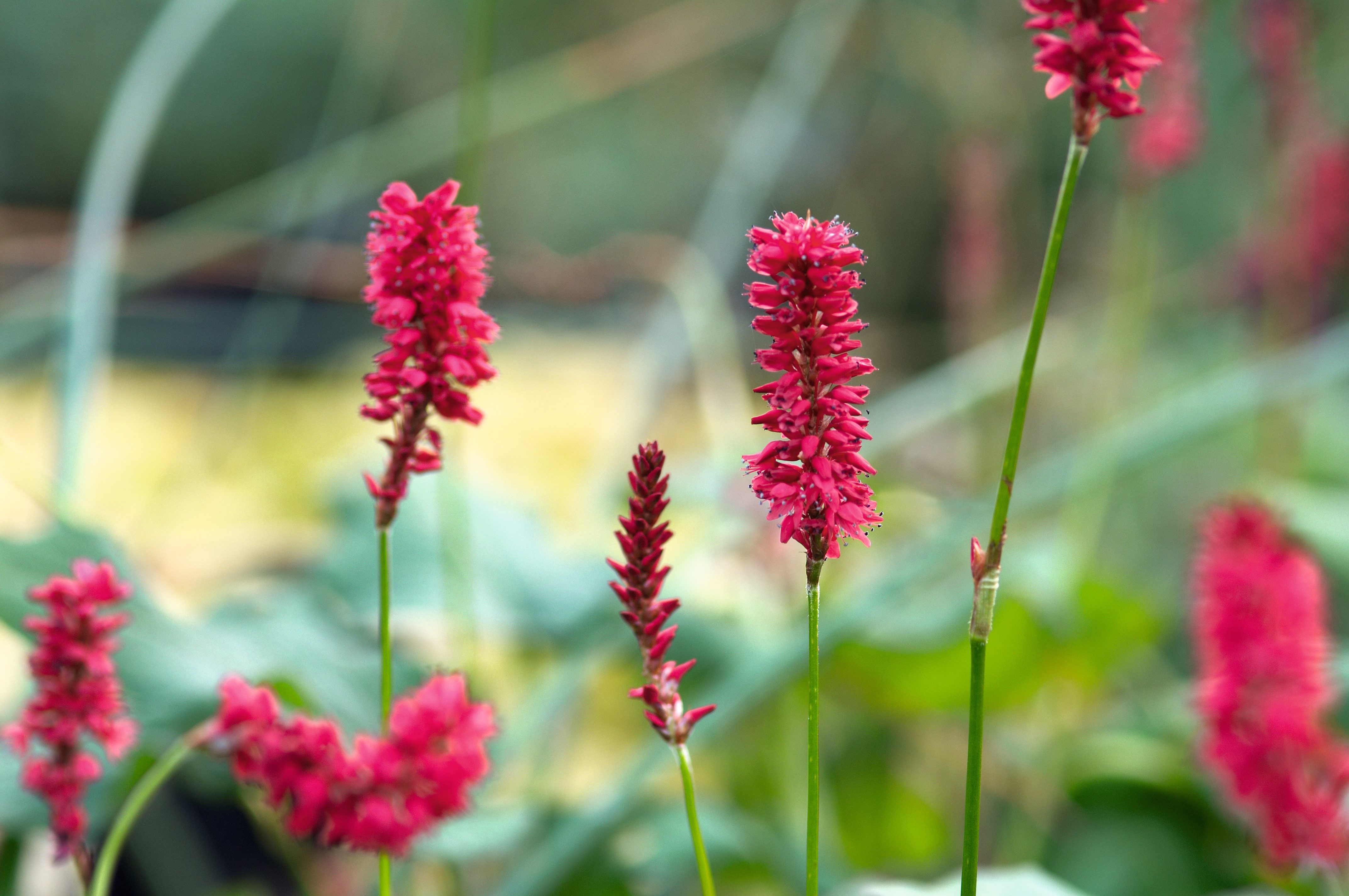 Pink flower 