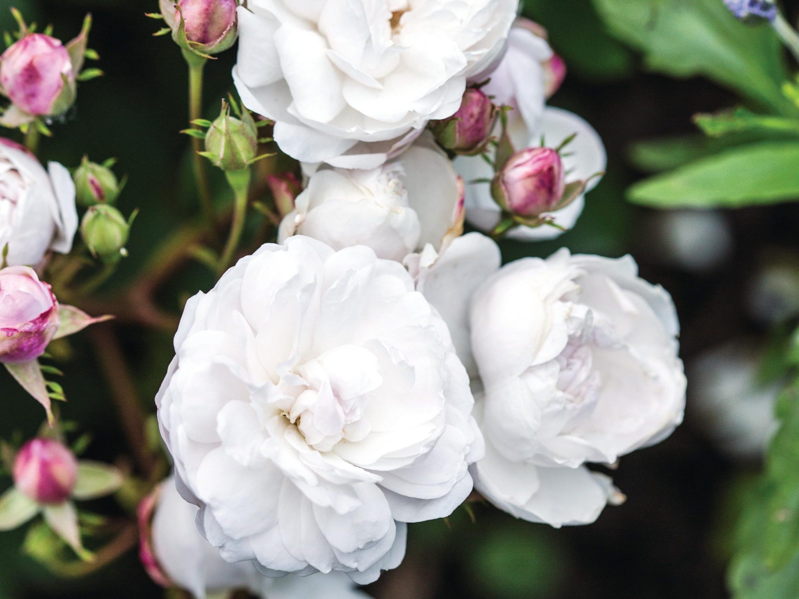 White rose