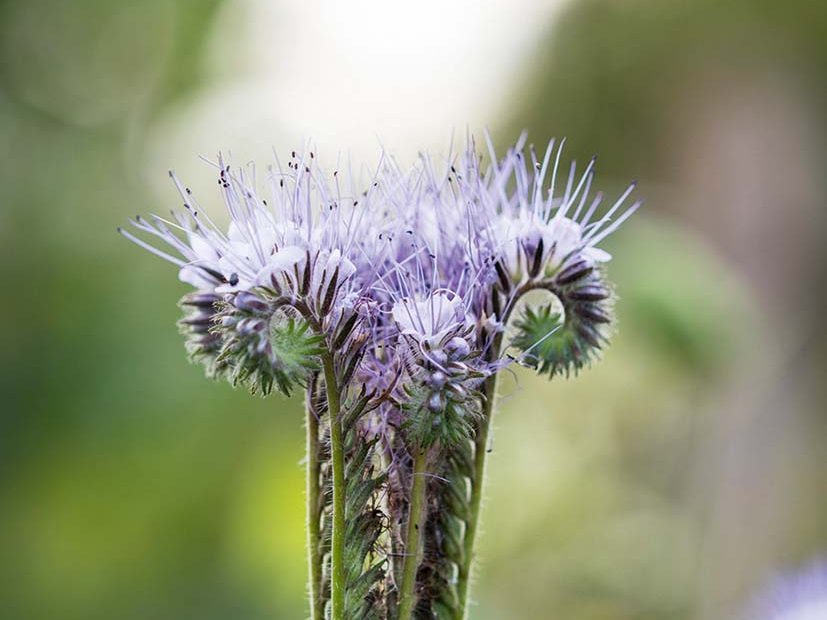 Phacelia tanacetifolia