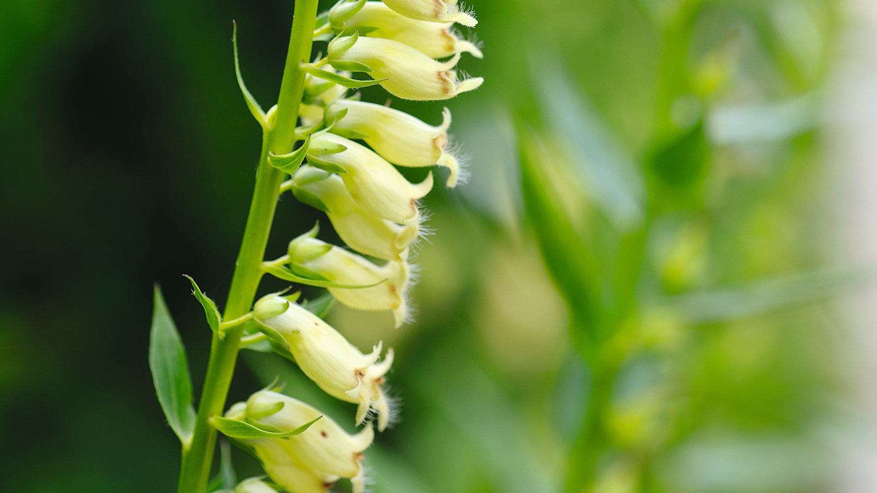 Digitalis Lutea