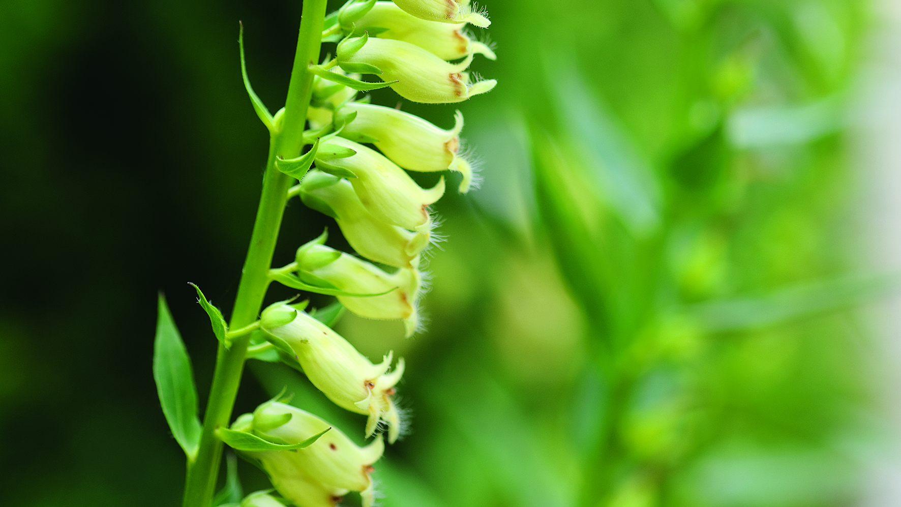 Digitalis Lutea