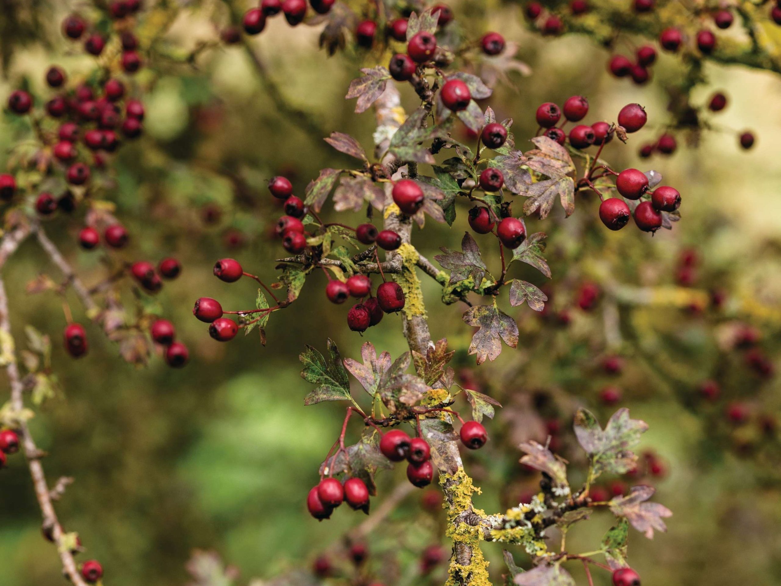 Berries on a branch 