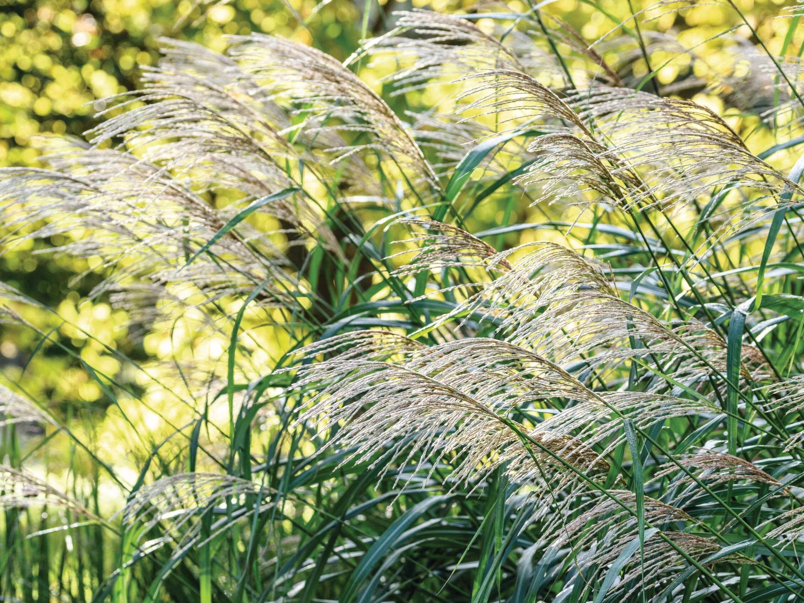 grasses