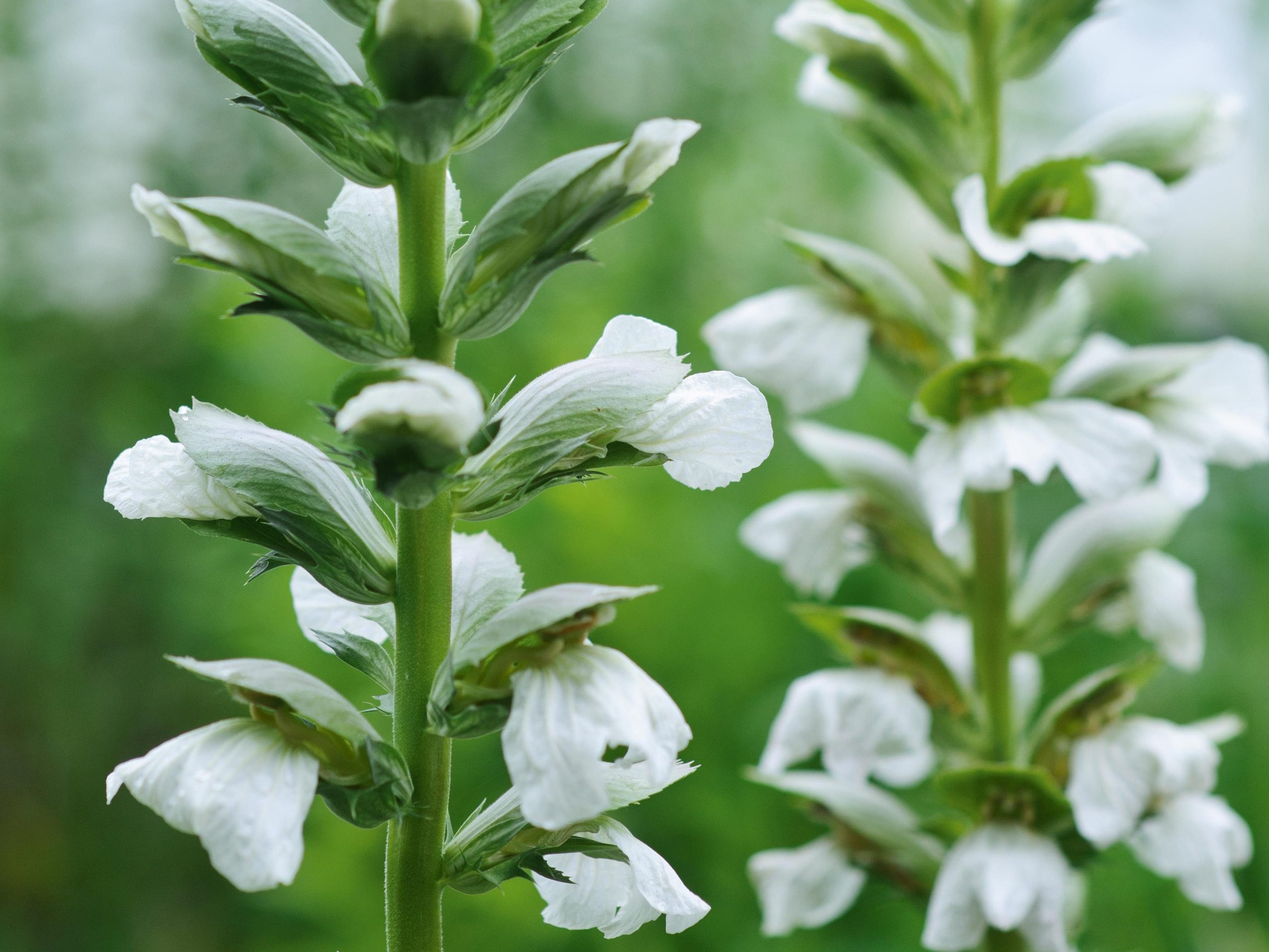 White flower