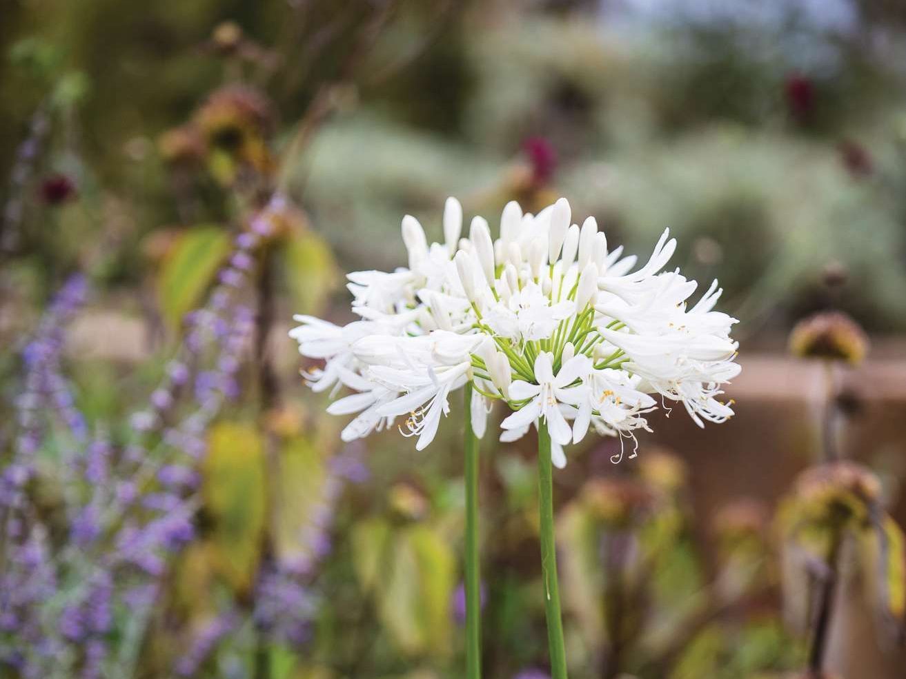 A white flower