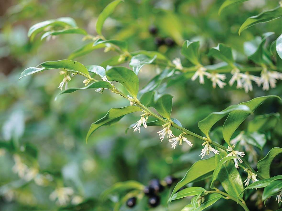 Green plant with white flowers 