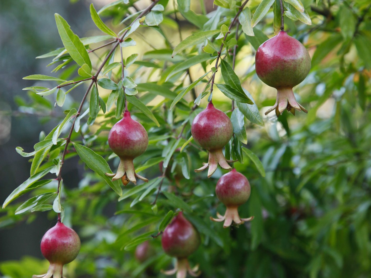 Punica granatum var. nana
