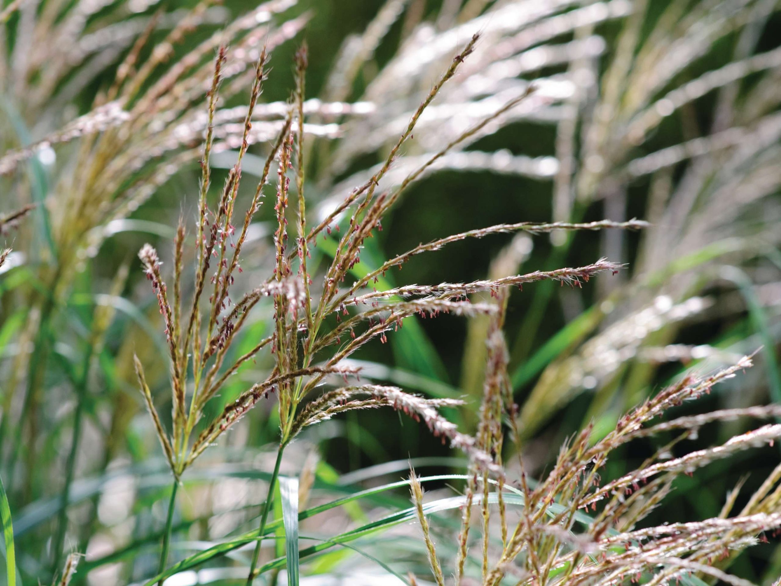 Grasses