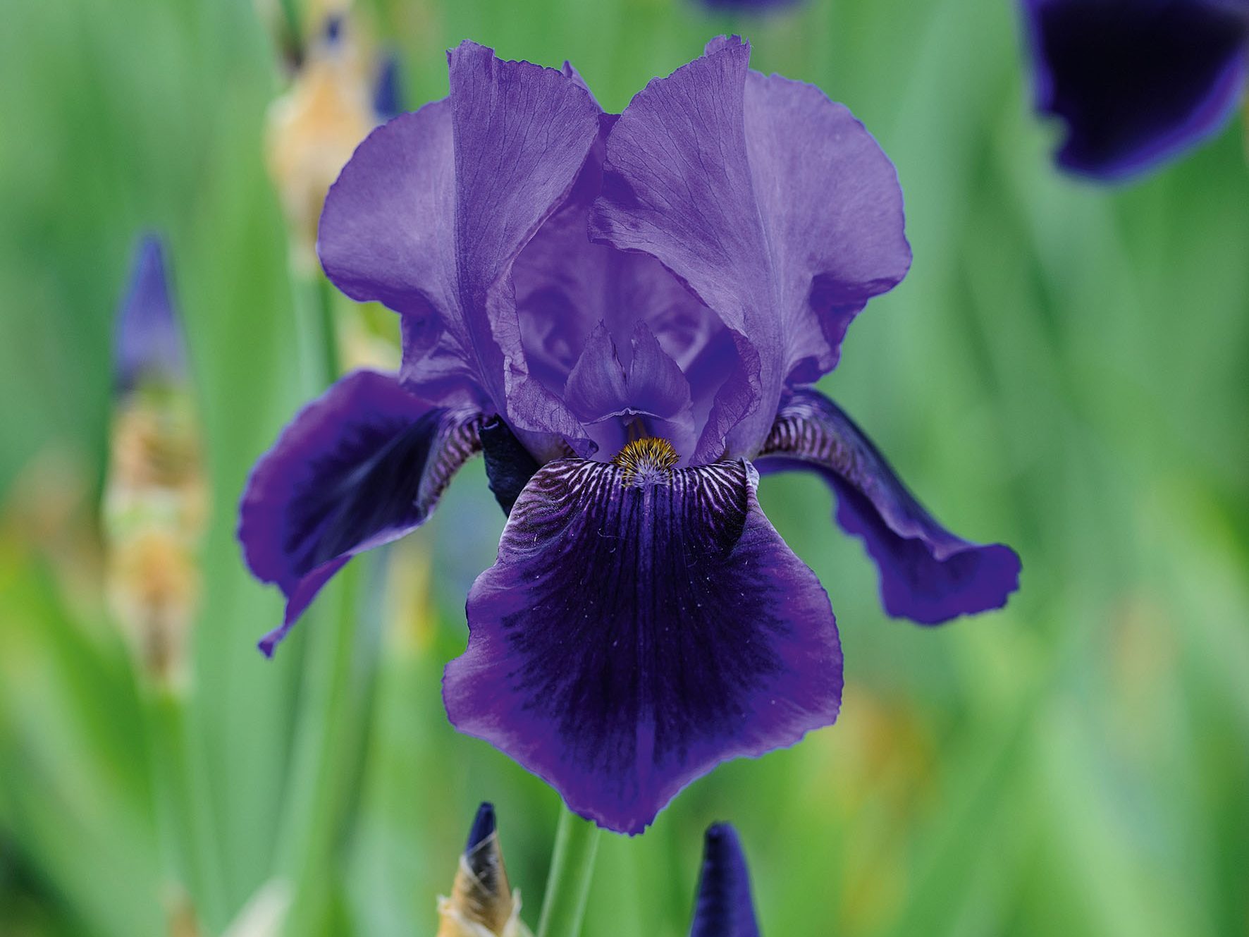 Iris 'Benton Nigel'