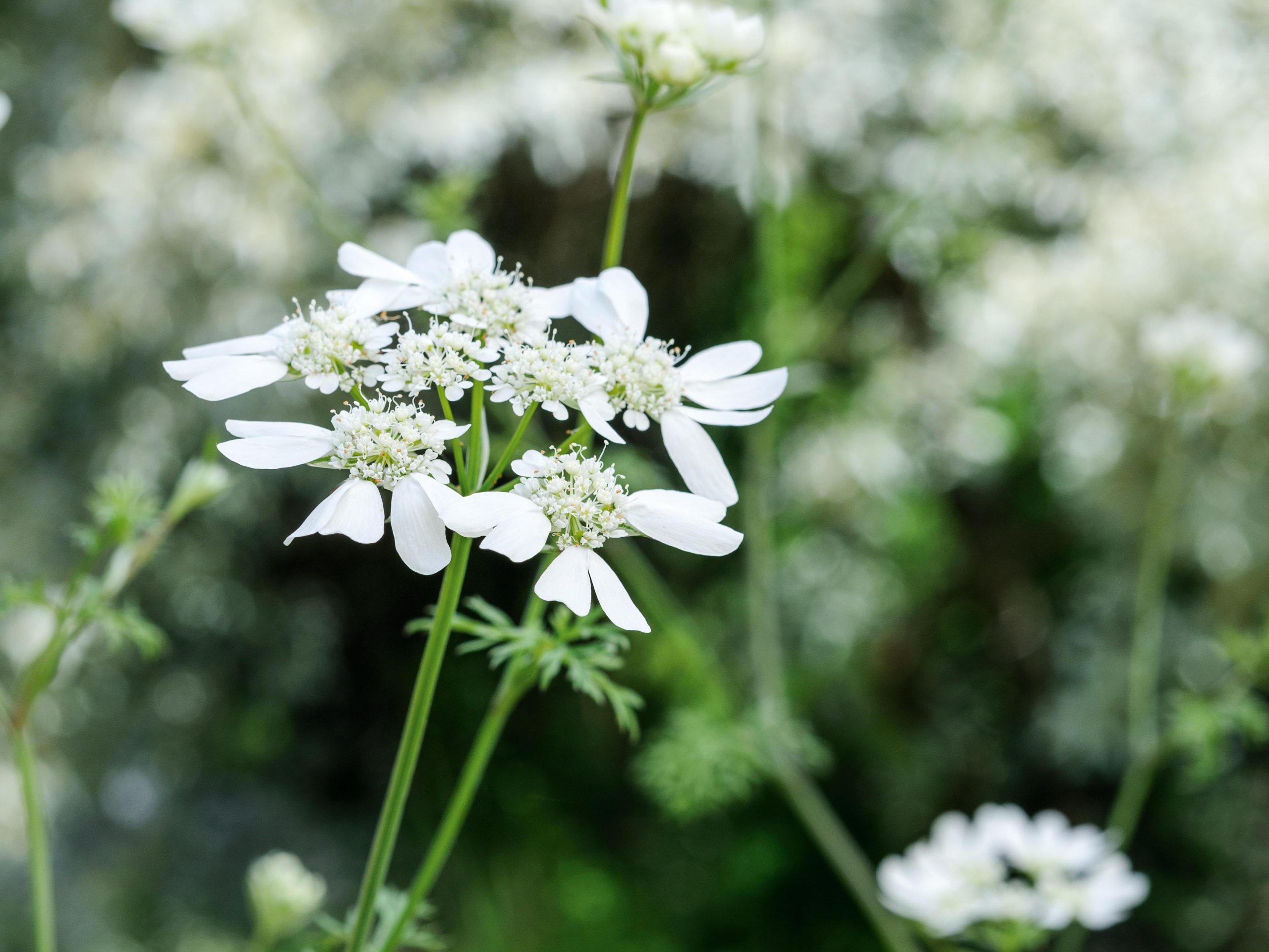 Orlaya grandiflora (White lace flower)