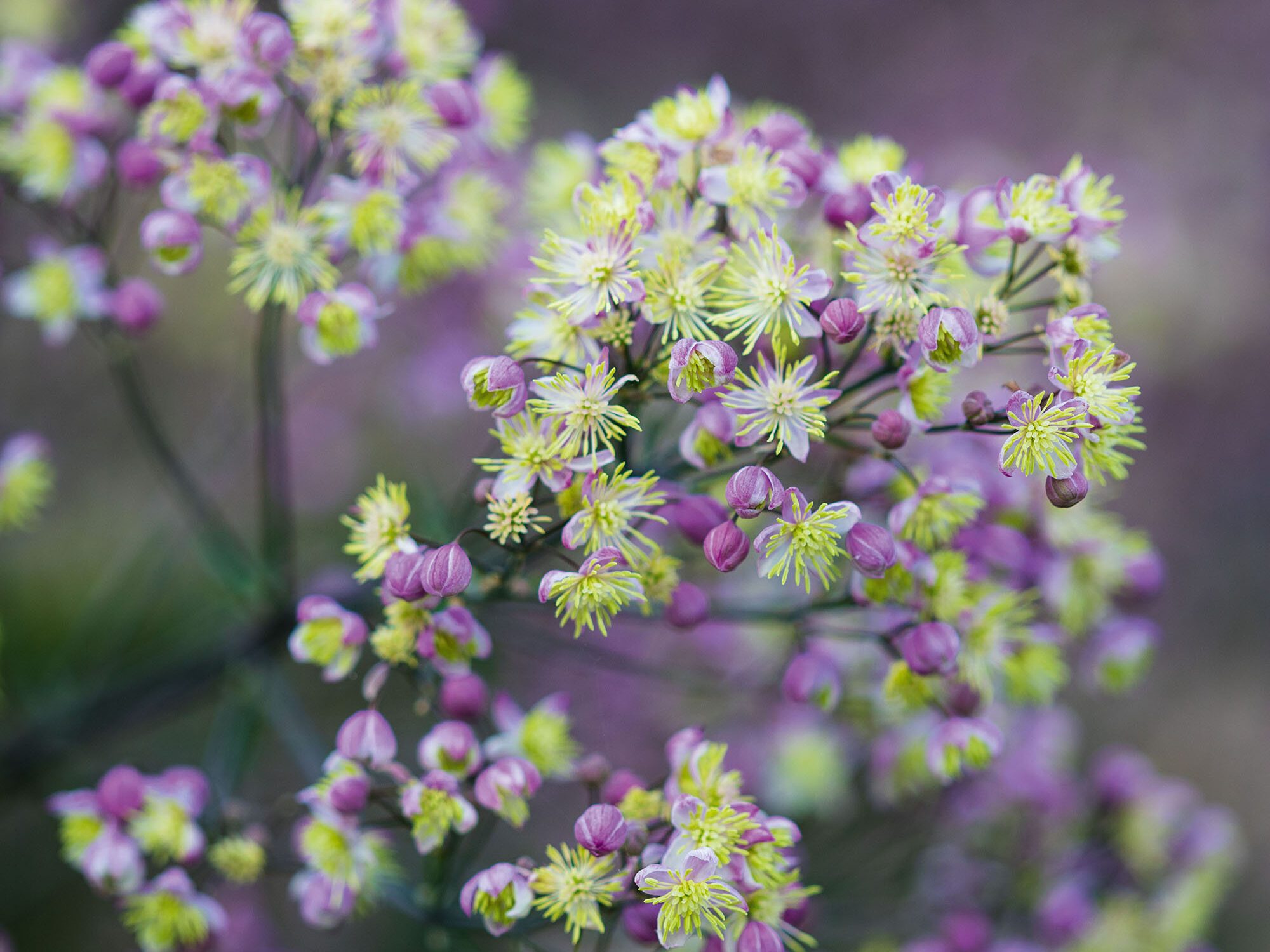Purple and white flowers