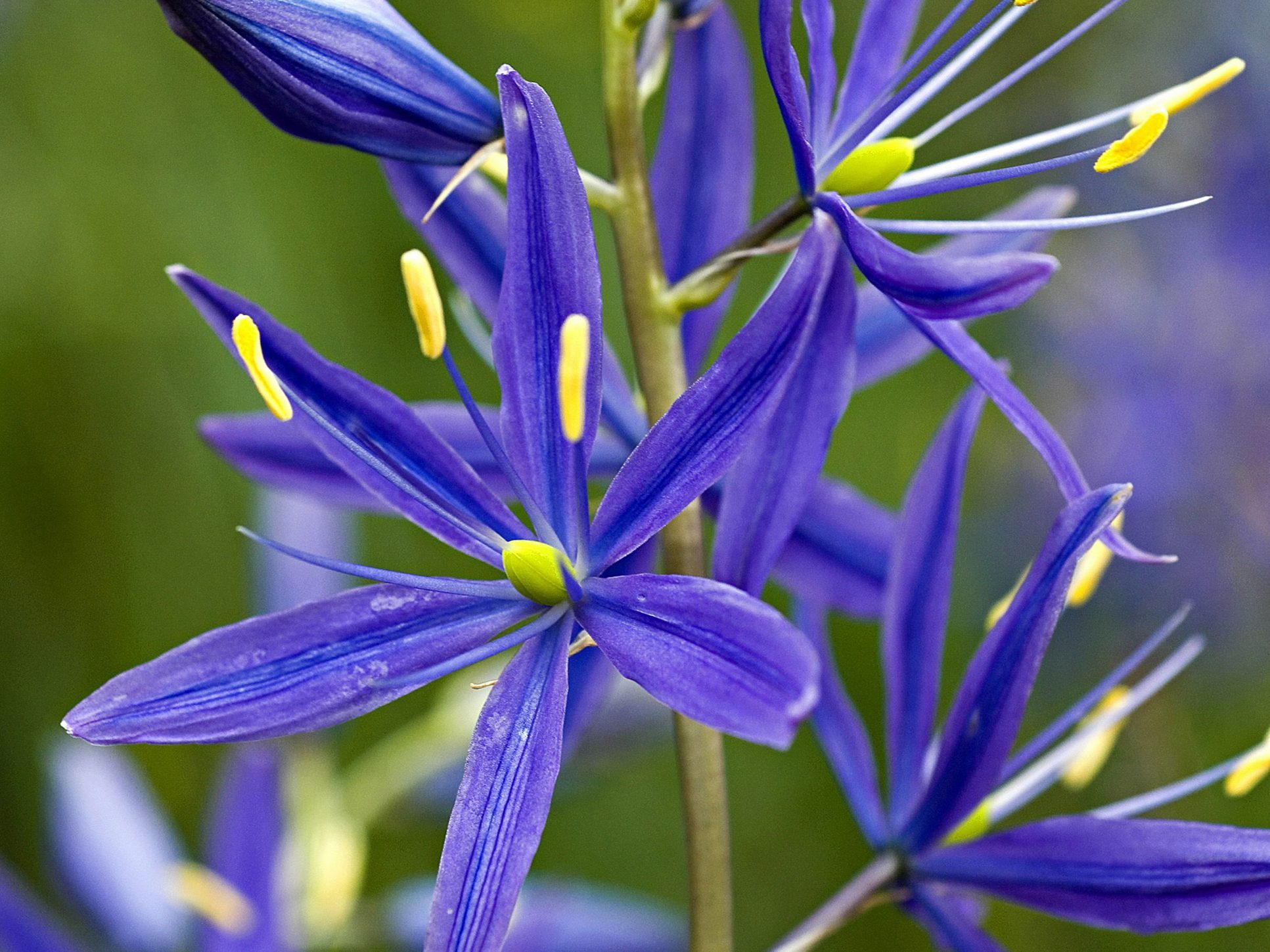 Purple flower 