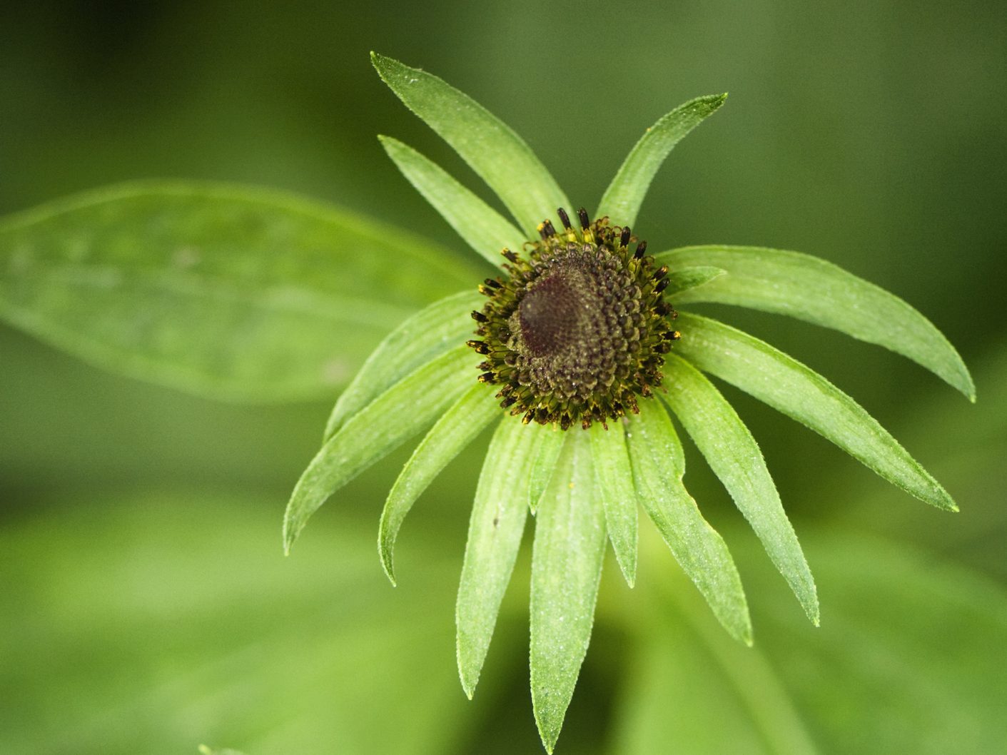 Green flower