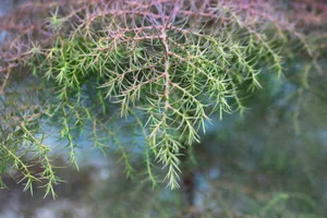 Cryptomeria japonica ‘Elegans Compacta’ Cryptomeria japonica ‘Elegans Compacta’