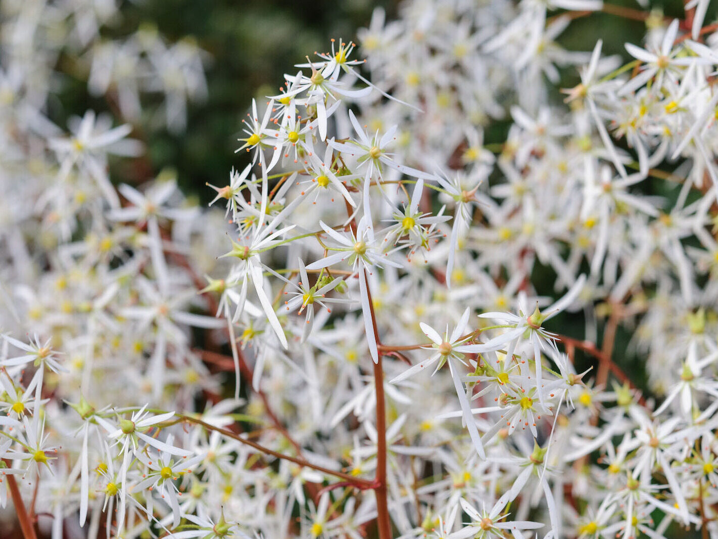 The best October flowers: Saxifraga ‘Rubrifolia’