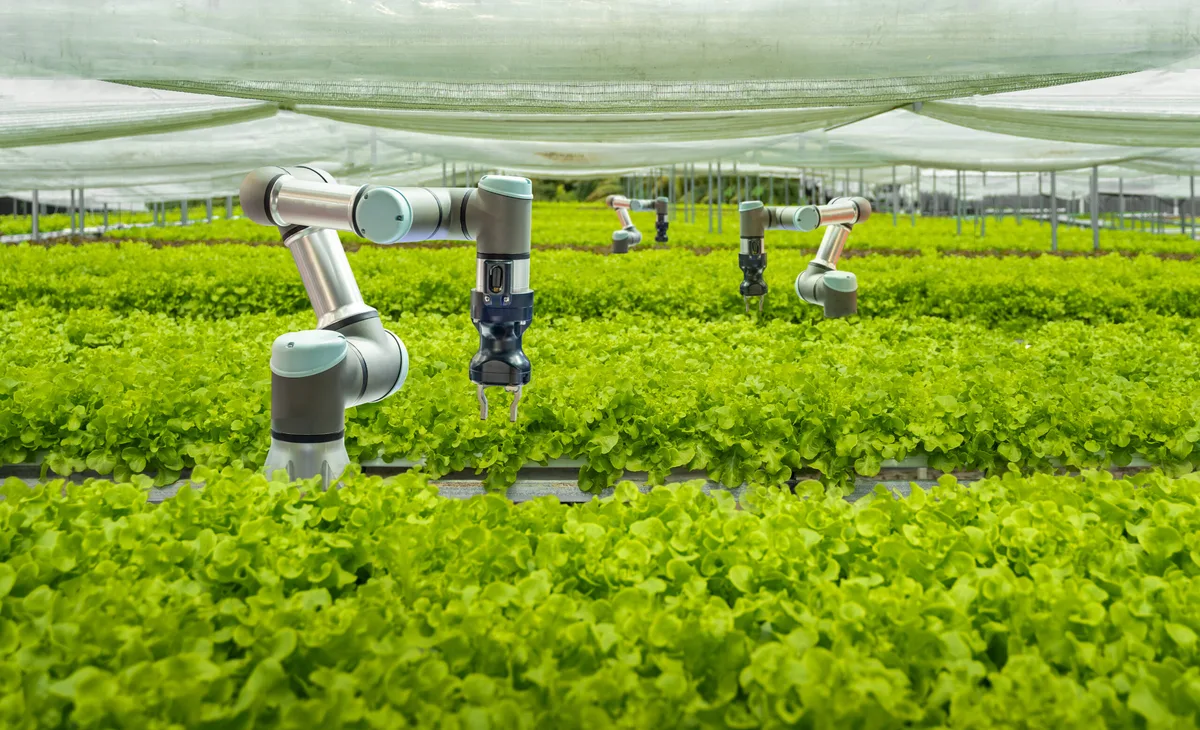 Smart farm and Automatic robot mechanical arm harvesting vegetables. © Getty Smart farm and Automatic robot mechanical arm harvesting vegetables. © Getty