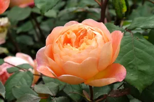 Rose 'Lady Emma Hamilton' in flower. Rose 'Lady Emma Hamilton'
