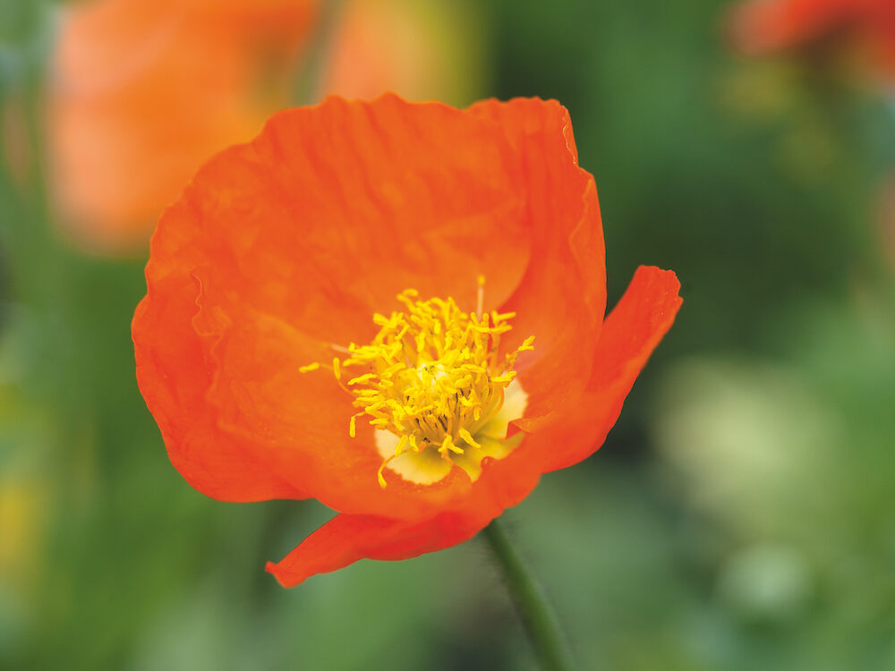 Papaver nudicaule Gartenzwerg Group Papaver nudicaule Gartenzwerg Group
