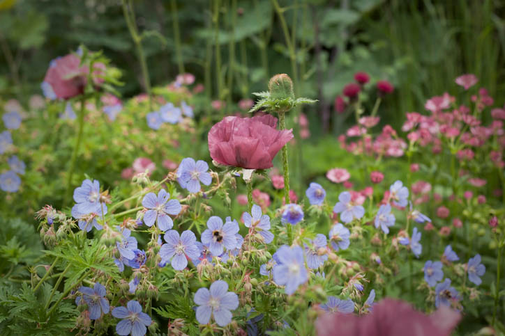 Papaver orientale 'Patty's Plum' Papaver orientale 'Patty's Plum'
