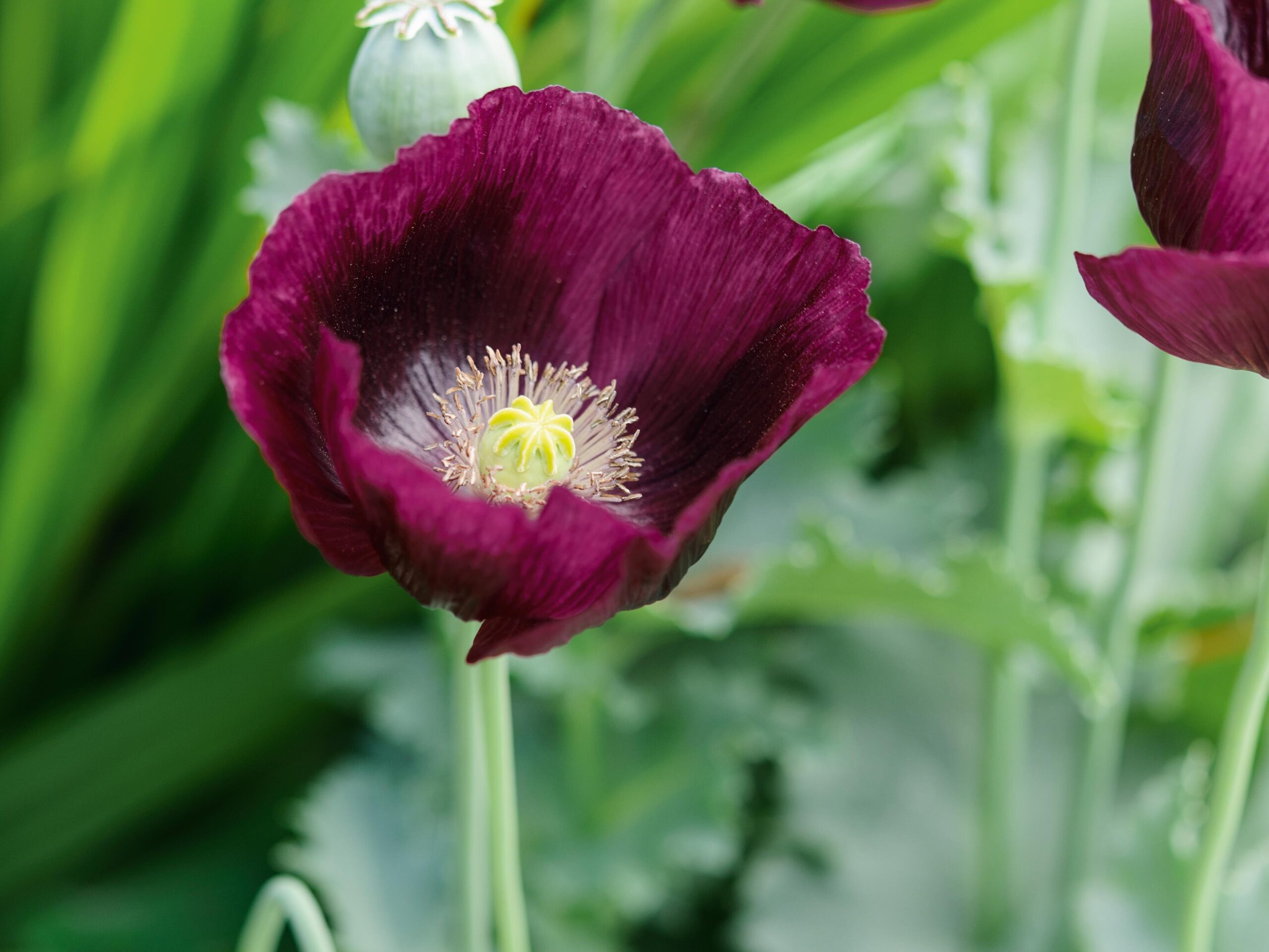 Papaver somniferum Lauren's Grape Papaver somniferum Lauren's Grape