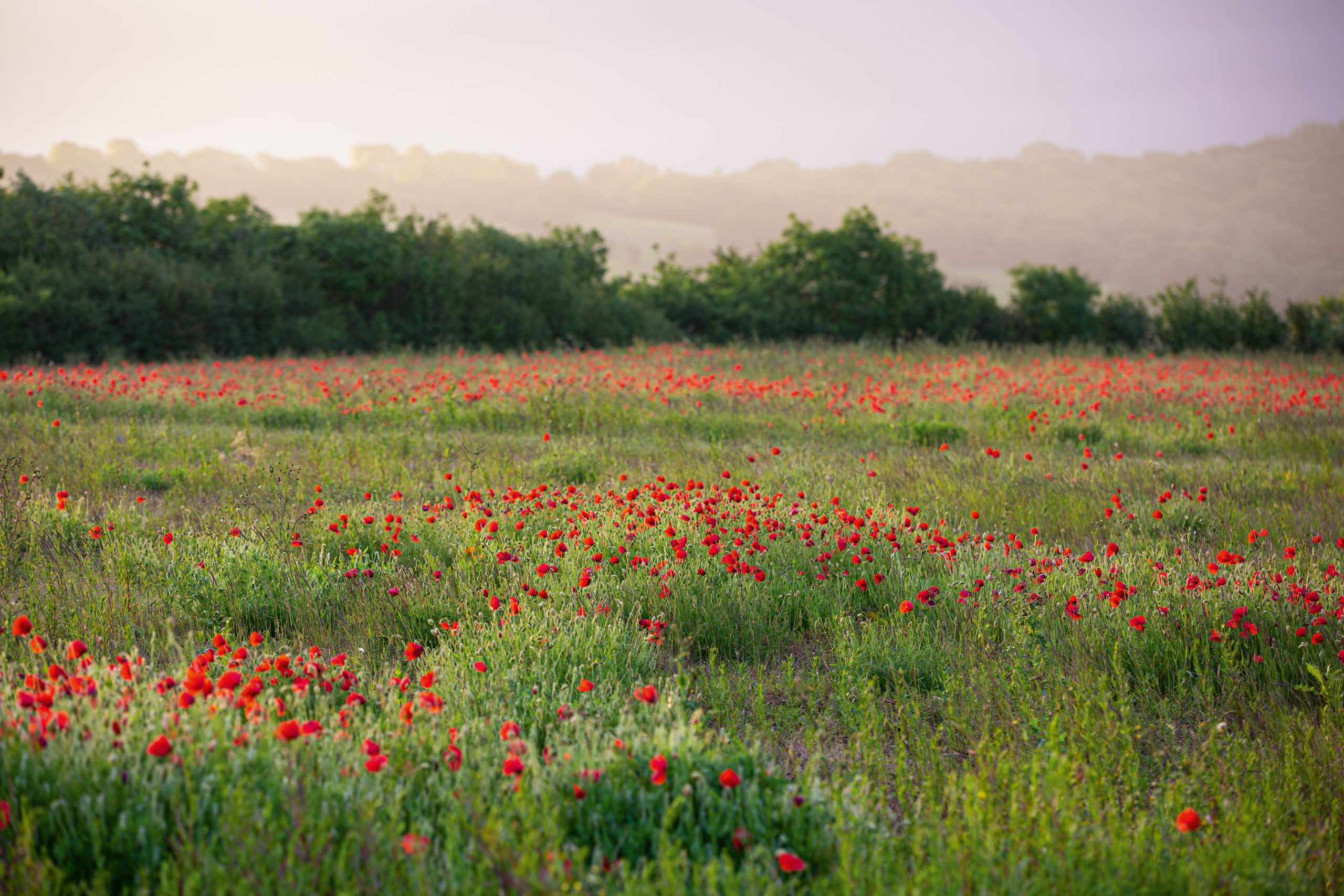 Papaver rhoeas, Common Poppy at Emorsgate Seeds.
