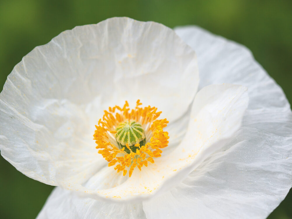 Papaver rhoeas Bridal Silk Papaver rhoeas Bridal Silk