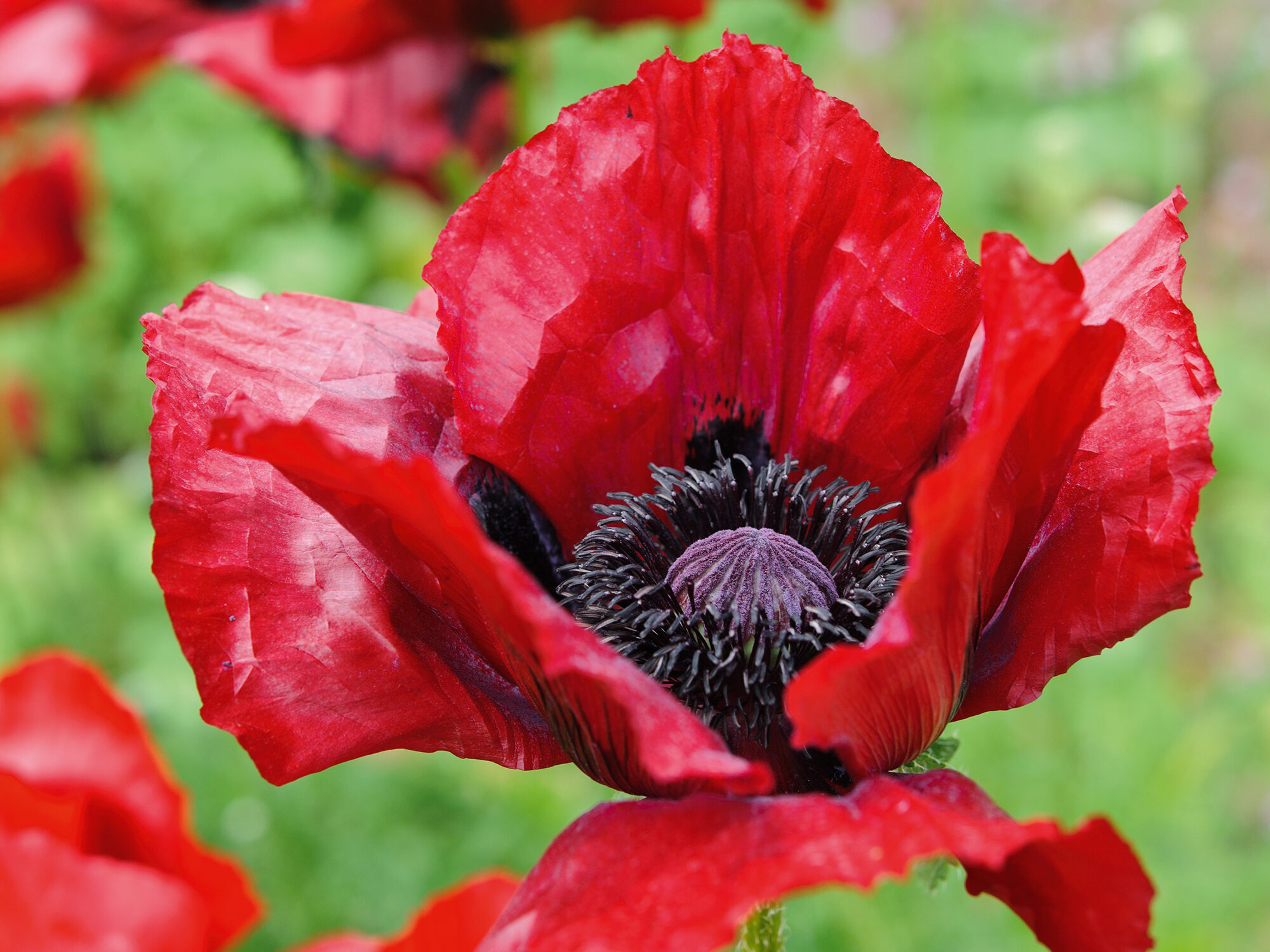 Papaver orientale 'Beauty Of Livermere' Papaver orientale 'Beauty Of Livermere'