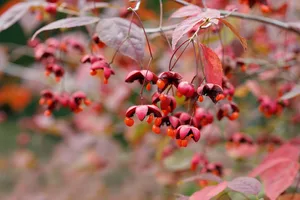 Euonymus oxyphyllus 'Angyo Elegant' Euonymus oxyphyllus 'Angyo Elegant'