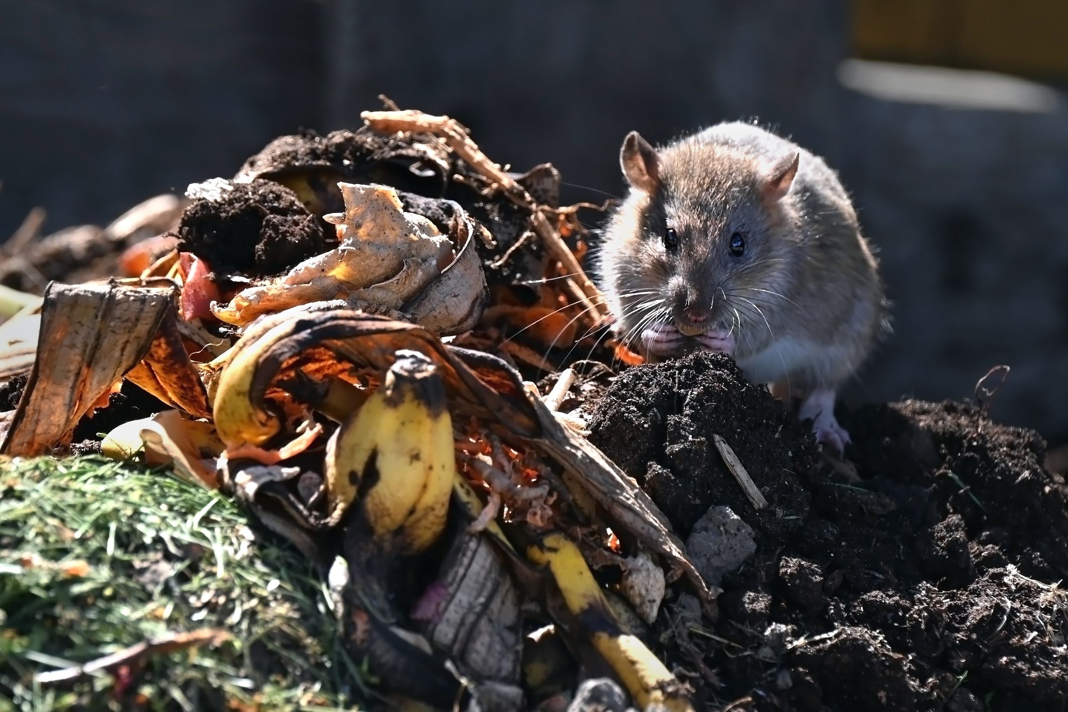Rat on compost heap