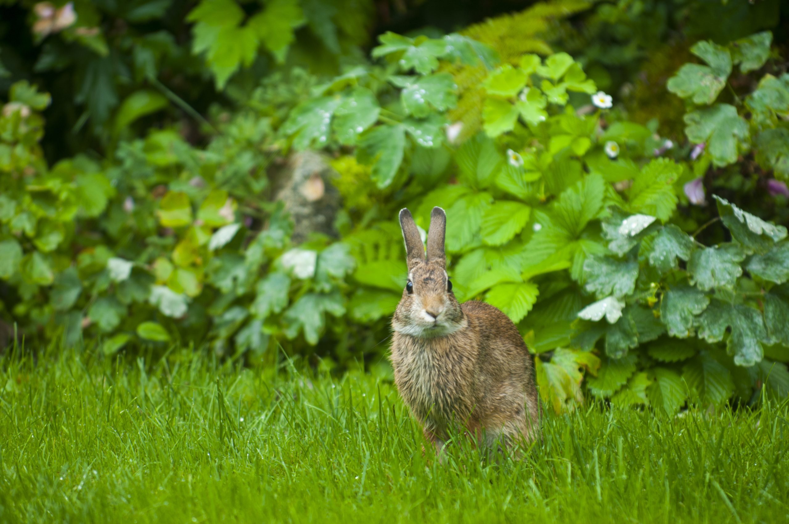 A rabbit in a garden