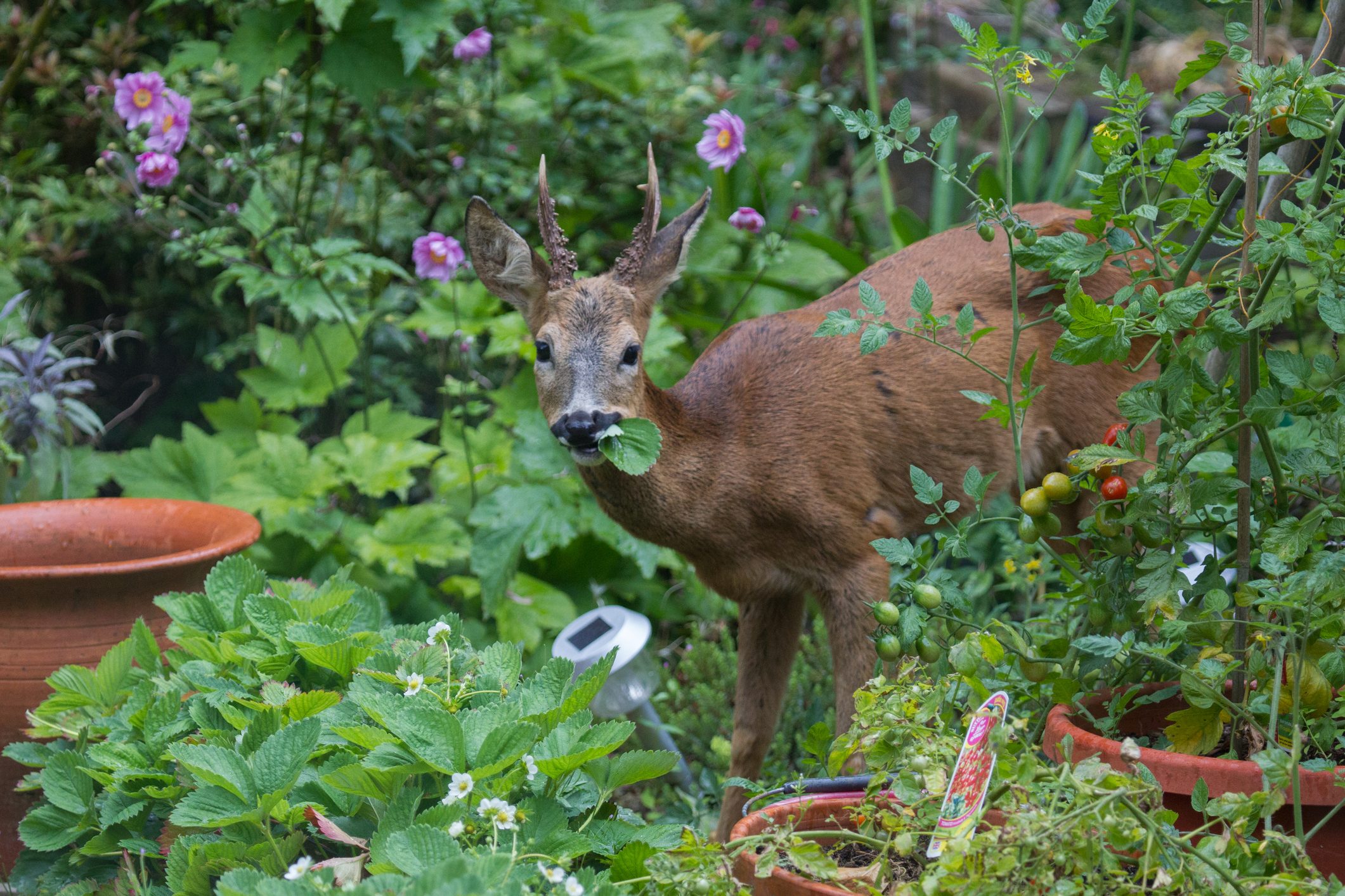 A deer in a garden