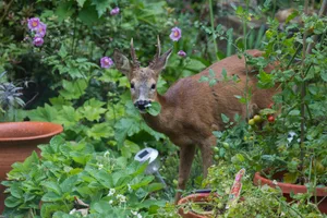 A deer in a garden A deer in a garden