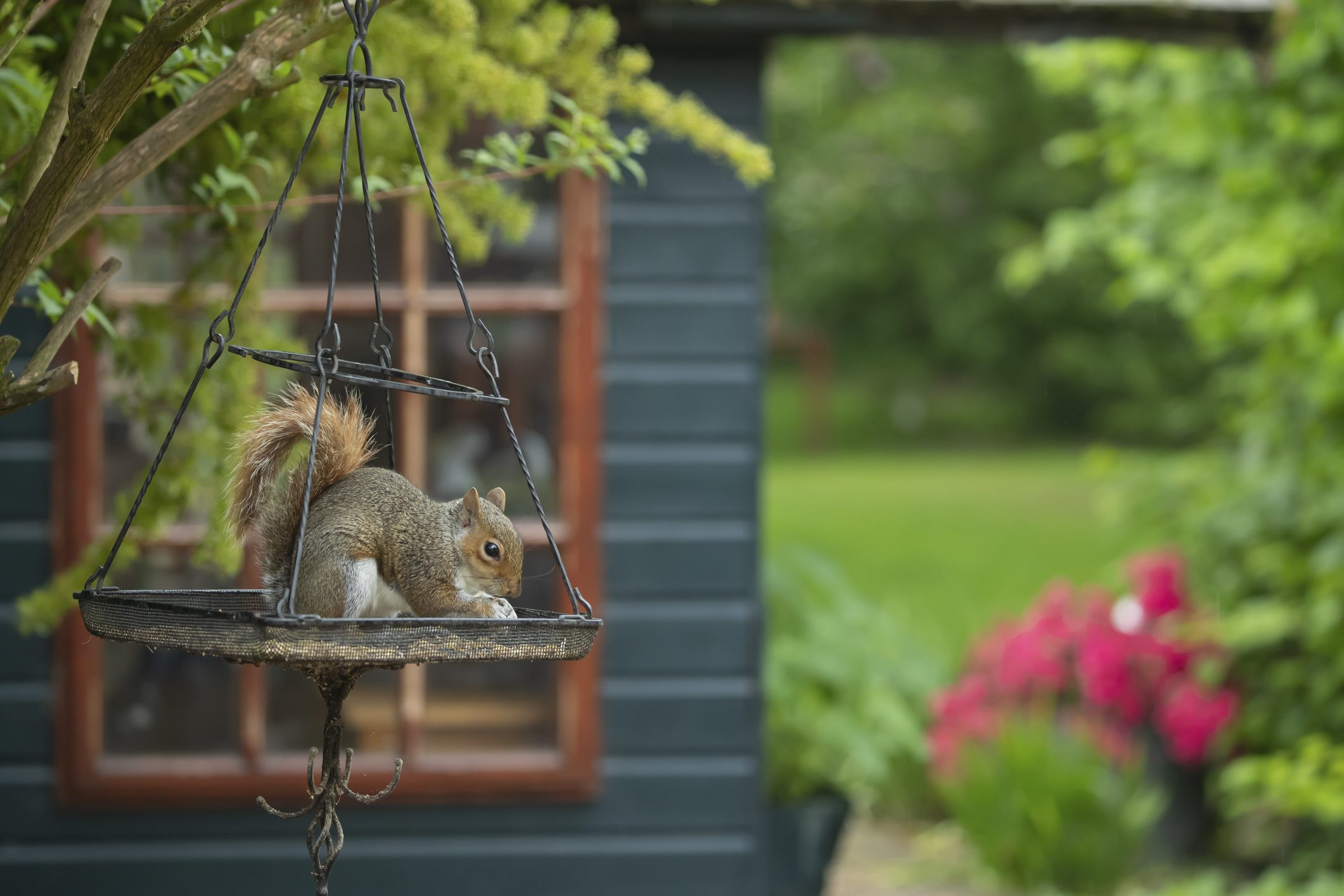 A grey squirrel