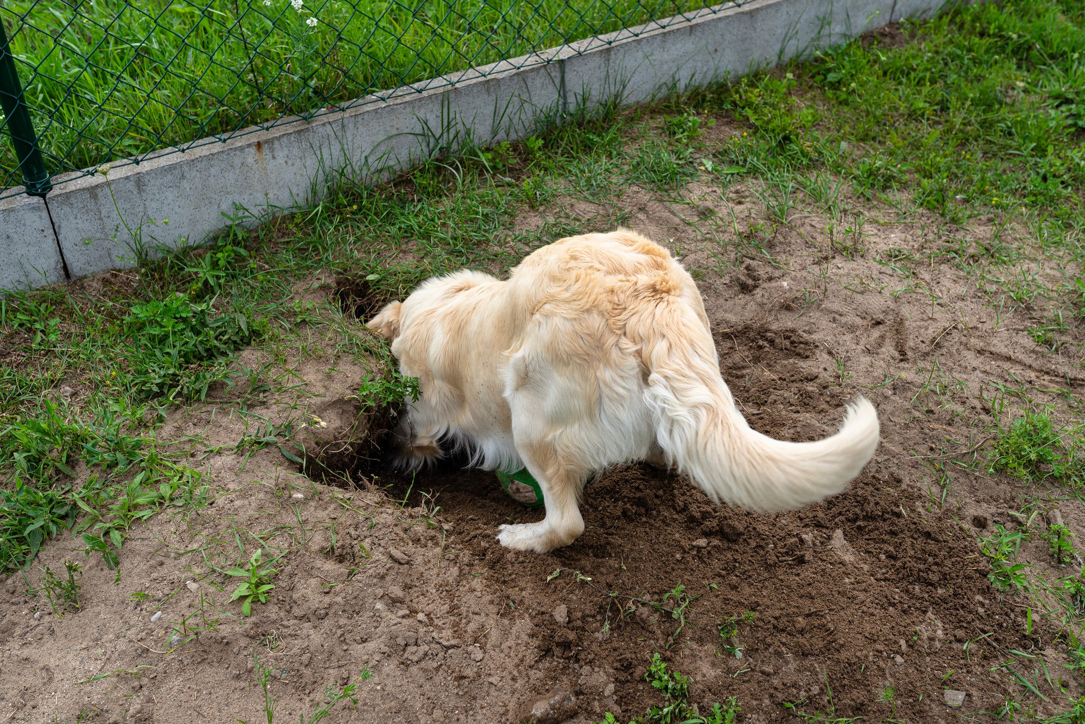 A young golden retriever digs a big hole in the garden.