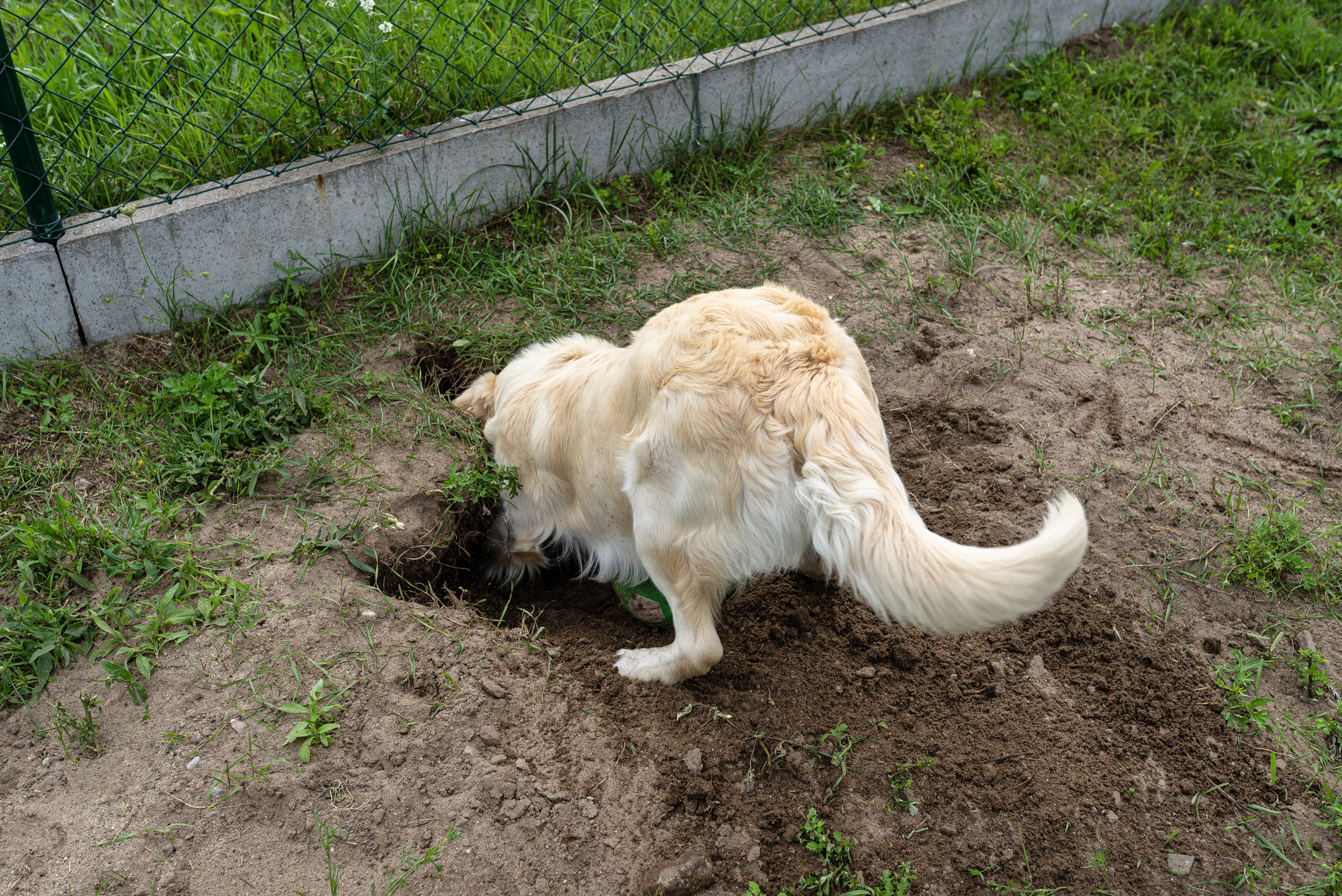A young golden retriever digs a big hole in the garden.
