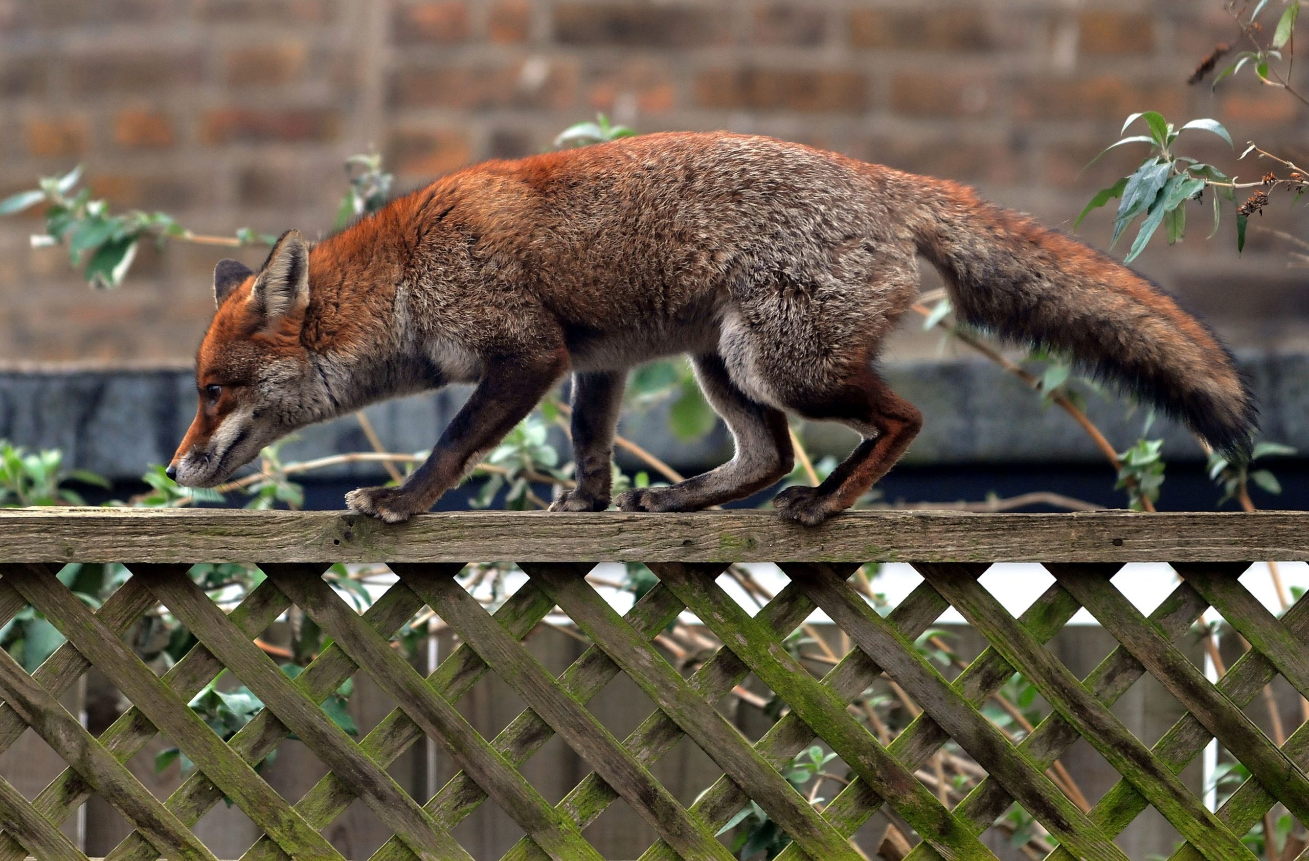 Urban Fox In West London