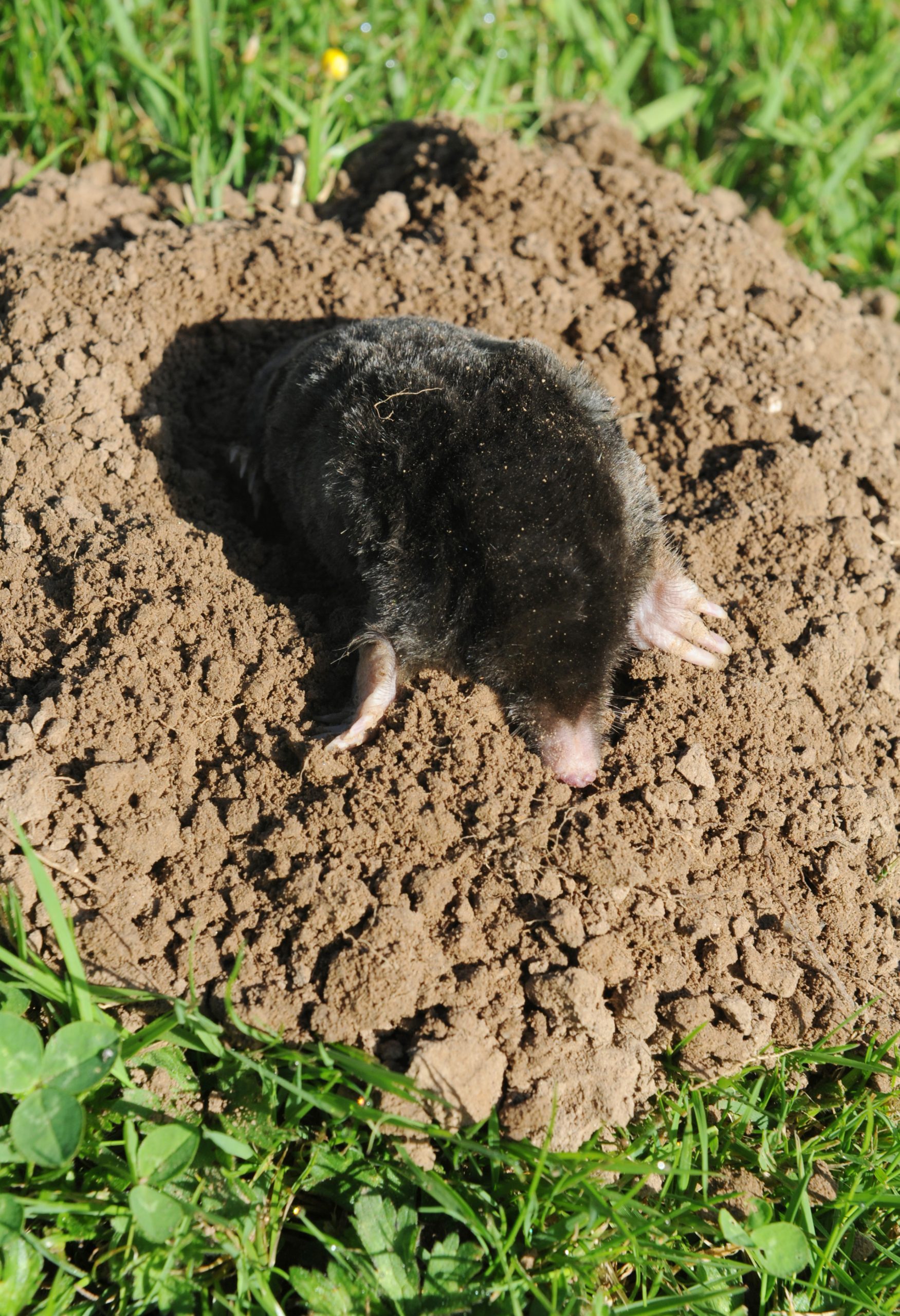 A mole in a mole hill