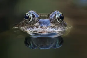 A frog in a pond A frog in a pond