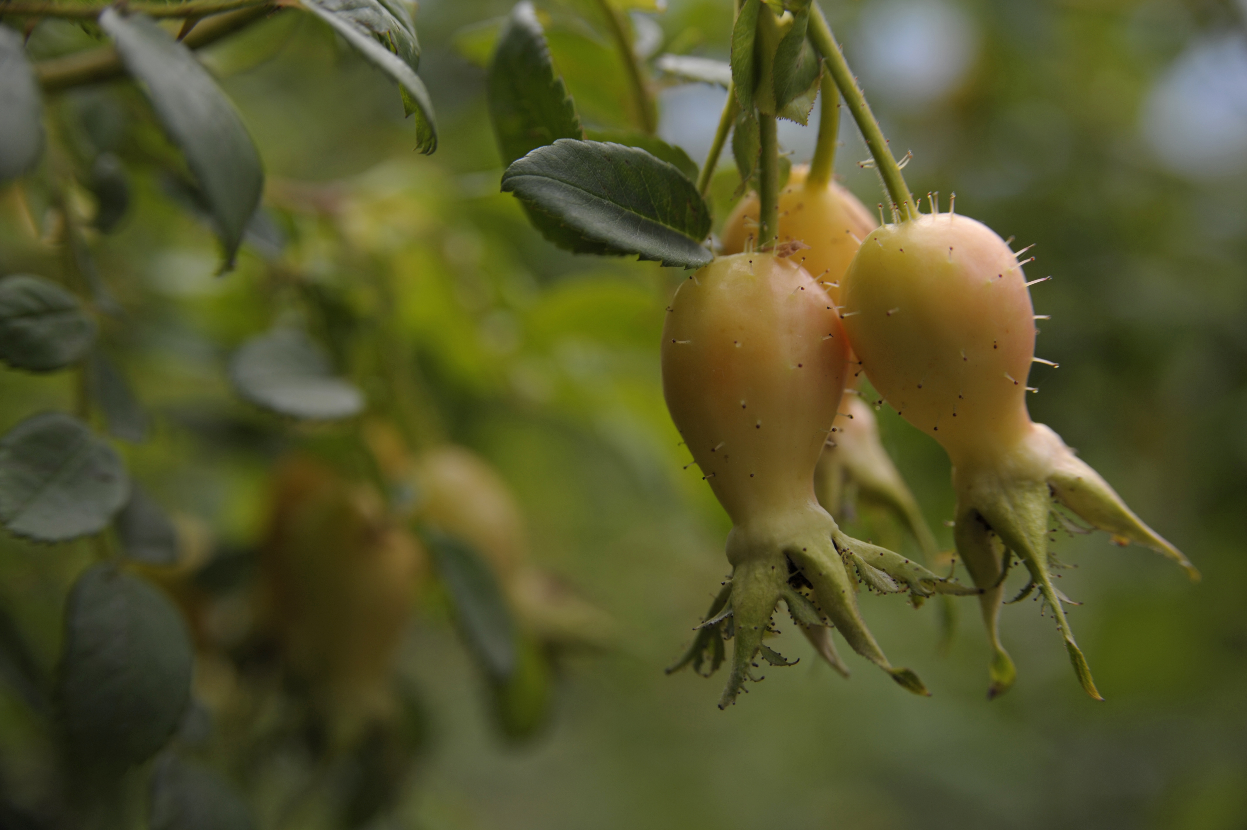 Rosehips of Bibernell-Rose, Rosaceae Rosehips of Bibernell-Rose, Rosaceae