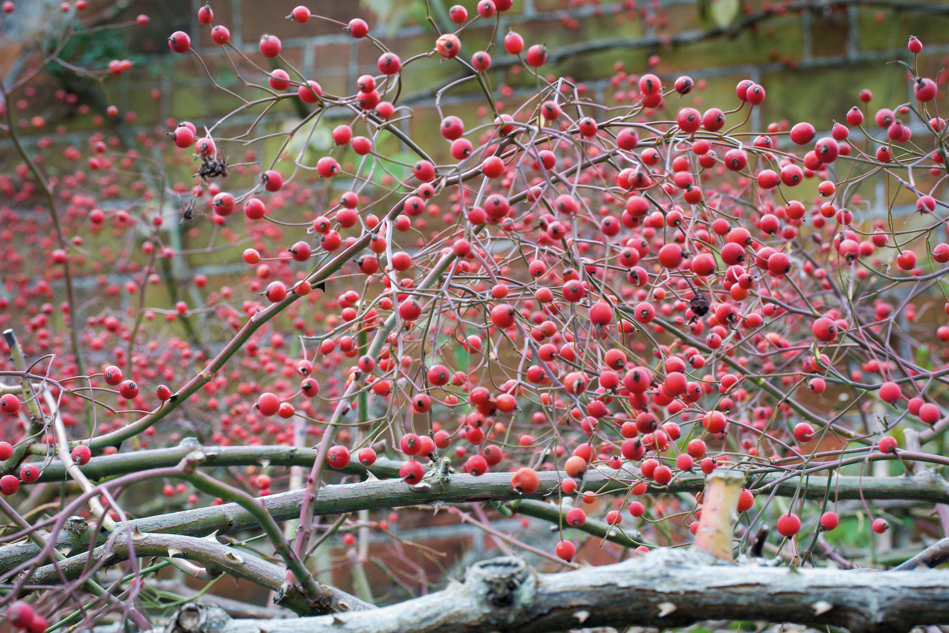 Rosa filipes ‘Kiftsgate’
