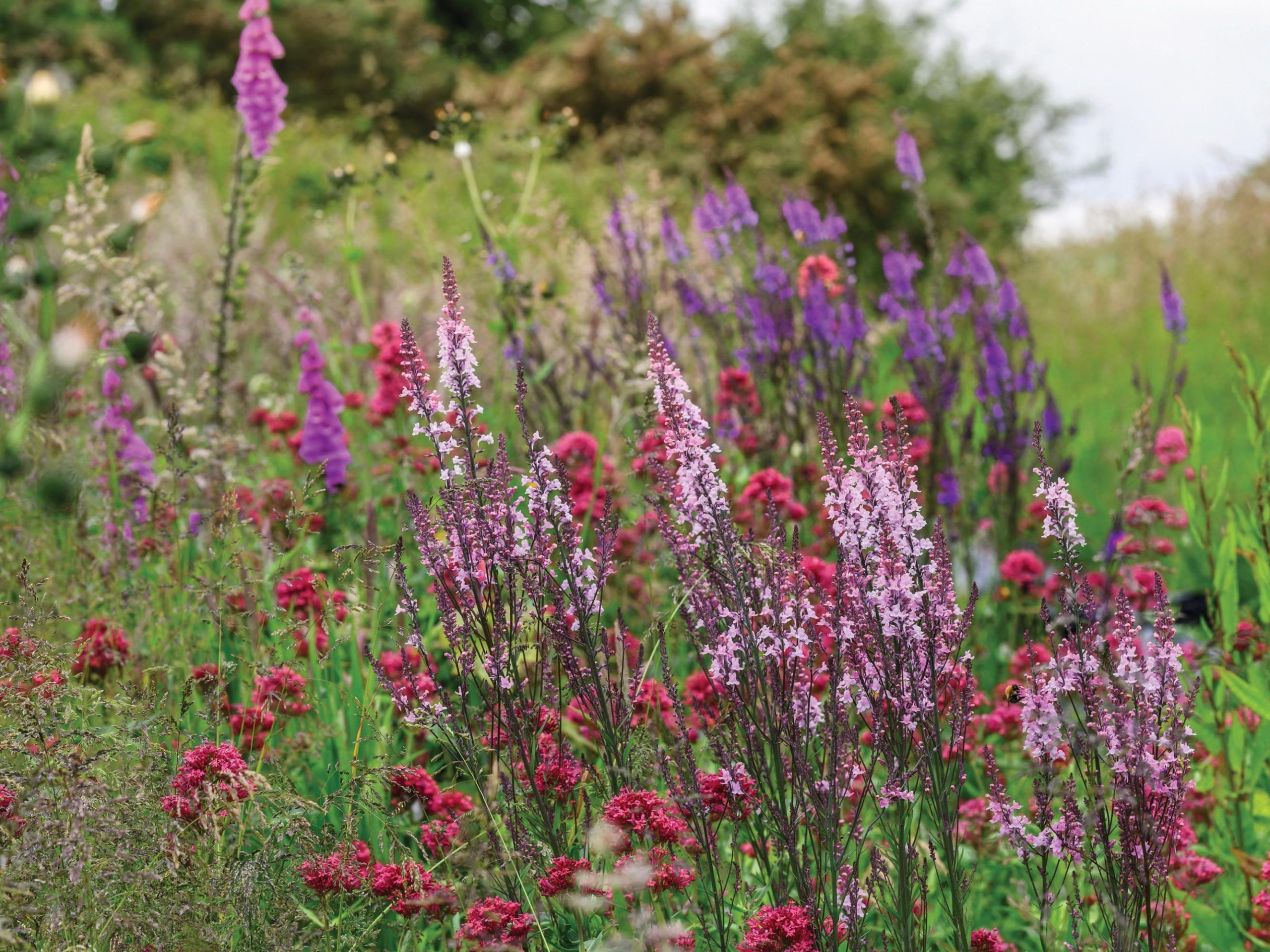 Wildflowers